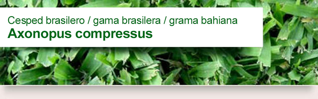 Axonopus compressus